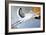 Stork-Jan Panico-Framed Giclee Print