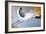 Stork-Jan Panico-Framed Giclee Print