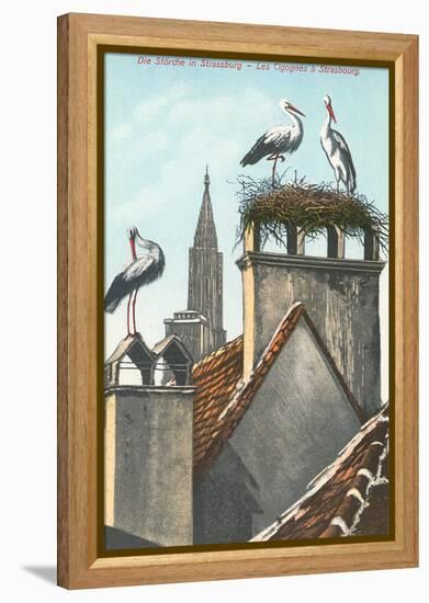 Storks in Strasbourg, France-null-Framed Stretched Canvas