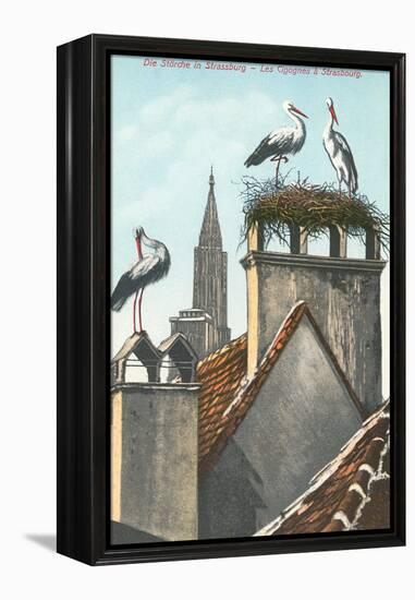 Storks in Strasbourg, France-null-Framed Stretched Canvas