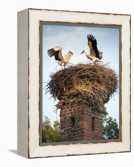 Storks on Top of Chimney in Town of Lenzen, Brandenburg, Germany, Europe-Richard Nebesky-Framed Premier Image Canvas