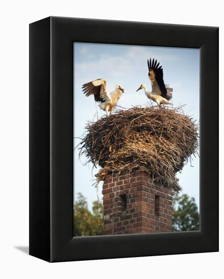 Storks on Top of Chimney in Town of Lenzen, Brandenburg, Germany, Europe-Richard Nebesky-Framed Premier Image Canvas