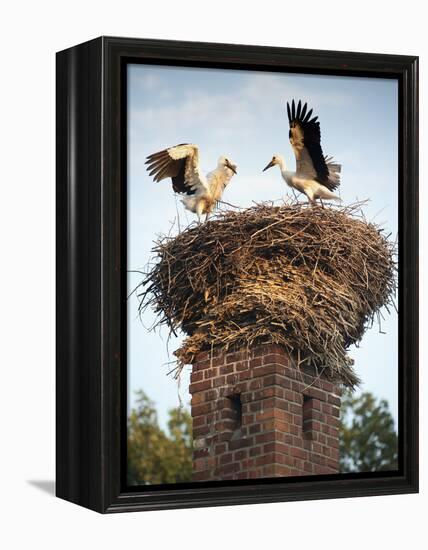 Storks on Top of Chimney in Town of Lenzen, Brandenburg, Germany, Europe-Richard Nebesky-Framed Premier Image Canvas