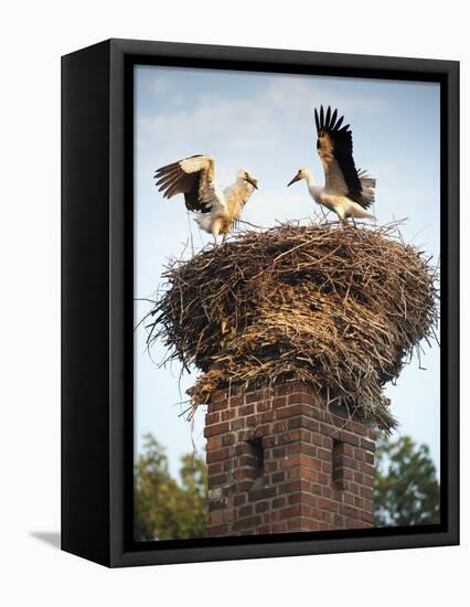 Storks on Top of Chimney in Town of Lenzen, Brandenburg, Germany, Europe-Richard Nebesky-Framed Premier Image Canvas