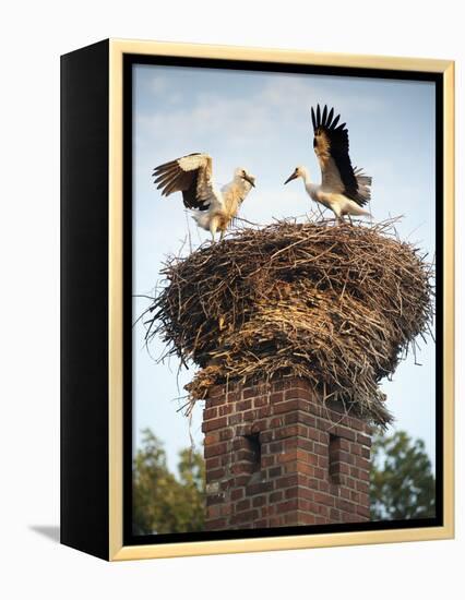 Storks on Top of Chimney in Town of Lenzen, Brandenburg, Germany, Europe-Richard Nebesky-Framed Premier Image Canvas