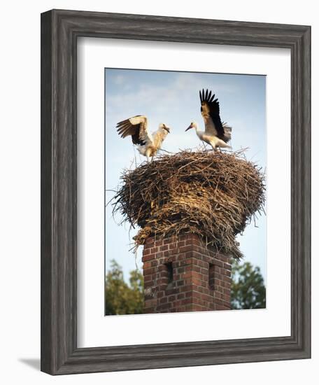 Storks on Top of Chimney in Town of Lenzen, Brandenburg, Germany, Europe-Richard Nebesky-Framed Photographic Print