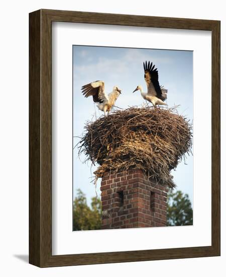 Storks on Top of Chimney in Town of Lenzen, Brandenburg, Germany, Europe-Richard Nebesky-Framed Photographic Print