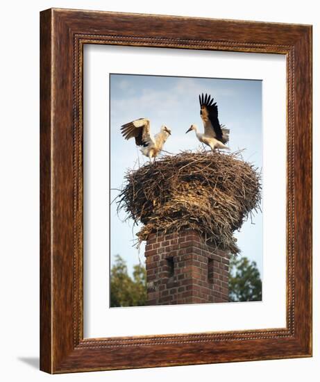 Storks on Top of Chimney in Town of Lenzen, Brandenburg, Germany, Europe-Richard Nebesky-Framed Photographic Print