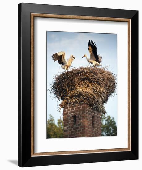 Storks on Top of Chimney in Town of Lenzen, Brandenburg, Germany, Europe-Richard Nebesky-Framed Photographic Print