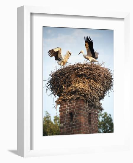 Storks on Top of Chimney in Town of Lenzen, Brandenburg, Germany, Europe-Richard Nebesky-Framed Photographic Print