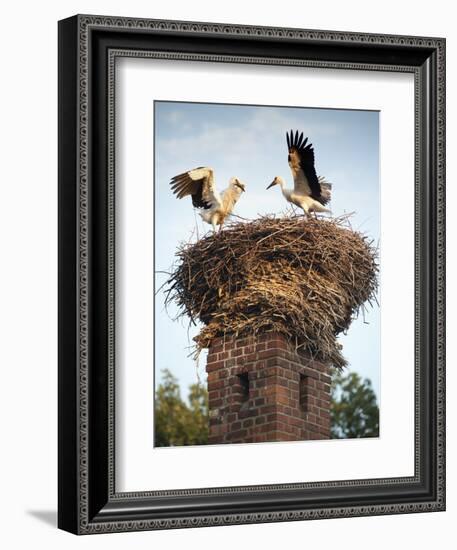 Storks on Top of Chimney in Town of Lenzen, Brandenburg, Germany, Europe-Richard Nebesky-Framed Photographic Print