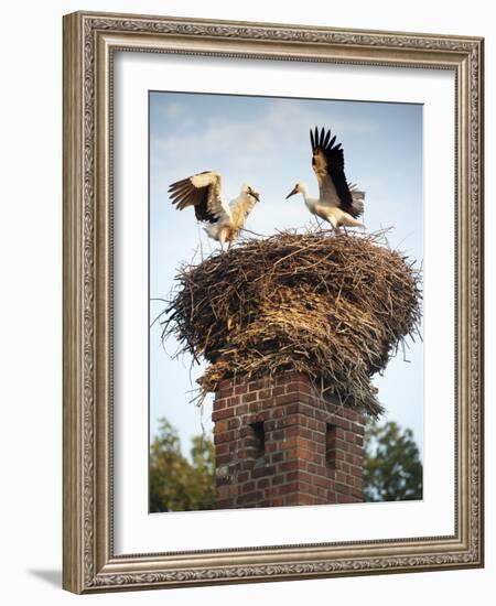 Storks on Top of Chimney in Town of Lenzen, Brandenburg, Germany, Europe-Richard Nebesky-Framed Photographic Print