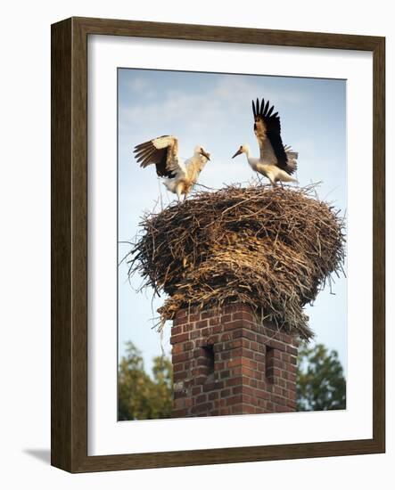 Storks on Top of Chimney in Town of Lenzen, Brandenburg, Germany, Europe-Richard Nebesky-Framed Photographic Print