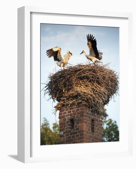 Storks on Top of Chimney in Town of Lenzen, Brandenburg, Germany, Europe-Richard Nebesky-Framed Photographic Print