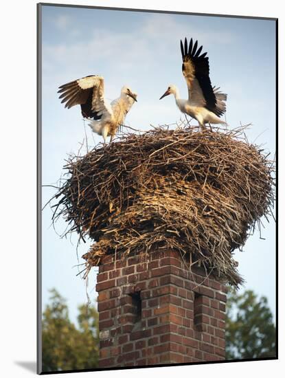 Storks on Top of Chimney in Town of Lenzen, Brandenburg, Germany, Europe-Richard Nebesky-Mounted Photographic Print
