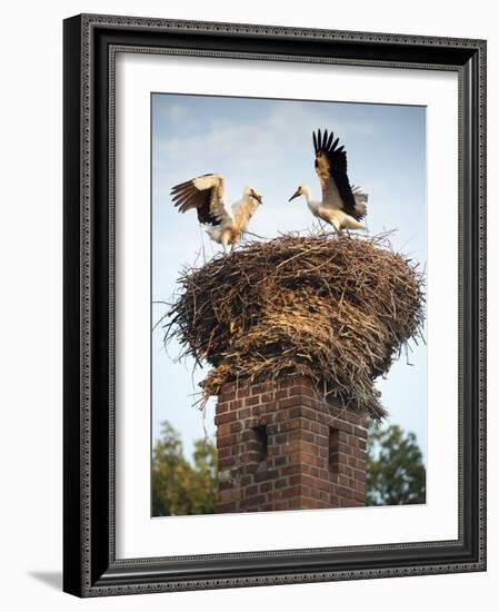 Storks on Top of Chimney in Town of Lenzen, Brandenburg, Germany, Europe-Richard Nebesky-Framed Photographic Print
