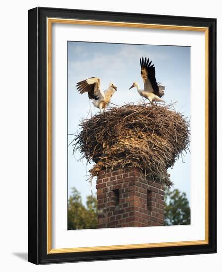 Storks on Top of Chimney in Town of Lenzen, Brandenburg, Germany, Europe-Richard Nebesky-Framed Photographic Print