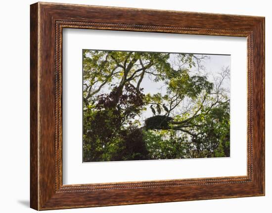 Storks with Nest on a Tree, North Rupununi, Southern Guyana-Keren Su-Framed Photographic Print