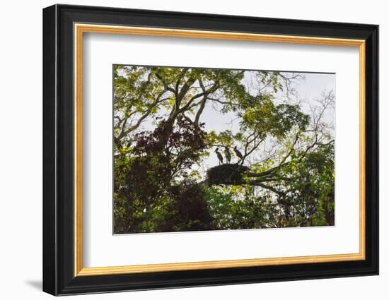 Storks with Nest on a Tree, North Rupununi, Southern Guyana-Keren Su-Framed Photographic Print