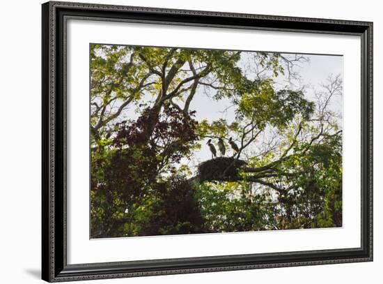 Storks with Nest on a Tree, North Rupununi, Southern Guyana-Keren Su-Framed Photographic Print