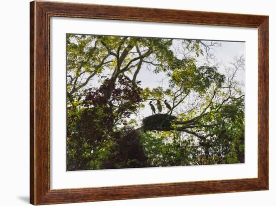 Storks with Nest on a Tree, North Rupununi, Southern Guyana-Keren Su-Framed Photographic Print