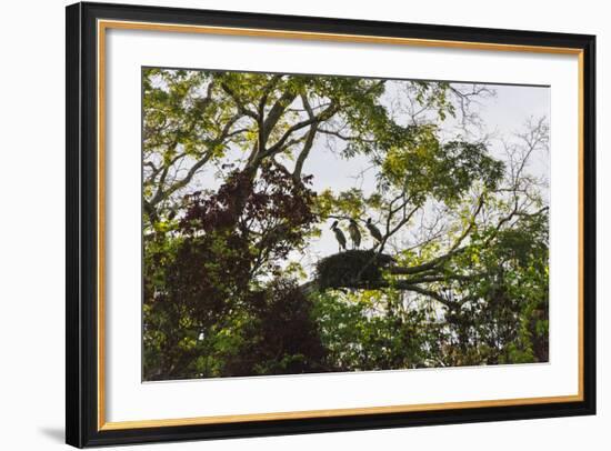 Storks with Nest on a Tree, North Rupununi, Southern Guyana-Keren Su-Framed Photographic Print