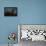 Storm Chaser Bald Eagle-Jai Johnson-Framed Premier Image Canvas displayed on a wall
