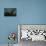 Storm Chaser Bald Eagle-Jai Johnson-Giclee Print displayed on a wall