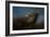 Storm Chaser Bald Eagle-Jai Johnson-Framed Giclee Print