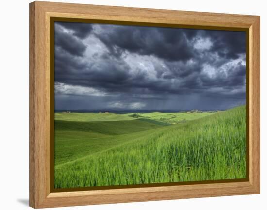 Storm Clouds over Agricultural Wheat Field, Tuscany, Italy-Adam Jones-Framed Premier Image Canvas