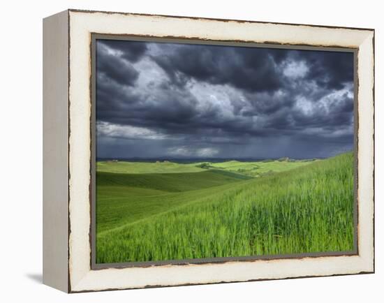 Storm Clouds over Agricultural Wheat Field, Tuscany, Italy-Adam Jones-Framed Premier Image Canvas