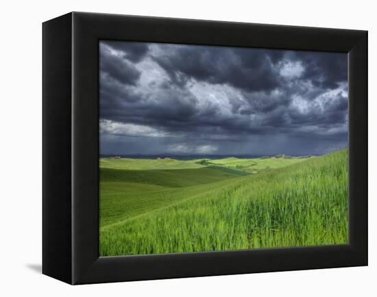 Storm Clouds over Agricultural Wheat Field, Tuscany, Italy-Adam Jones-Framed Premier Image Canvas