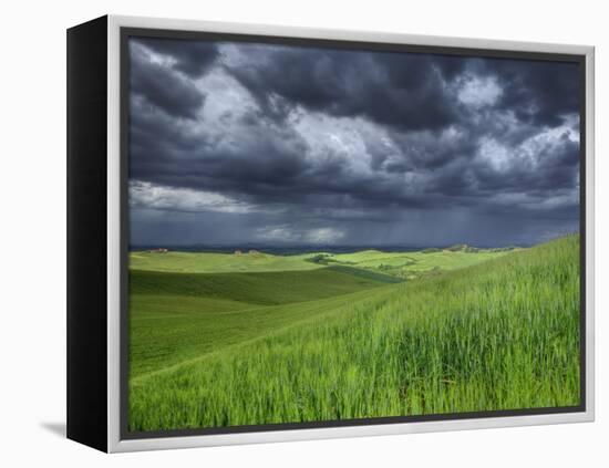 Storm Clouds over Agricultural Wheat Field, Tuscany, Italy-Adam Jones-Framed Premier Image Canvas