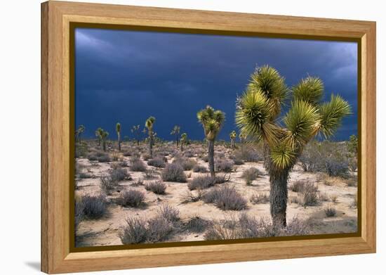 Storm Clouds over Joshua Trees-Paul Souders-Framed Premier Image Canvas