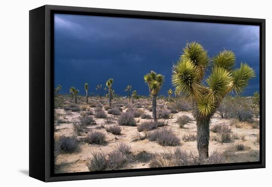 Storm Clouds over Joshua Trees-Paul Souders-Framed Premier Image Canvas