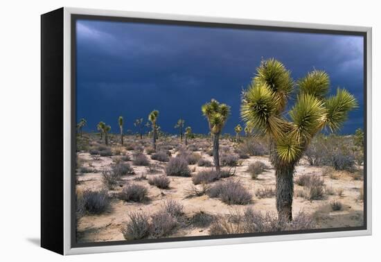 Storm Clouds over Joshua Trees-Paul Souders-Framed Premier Image Canvas