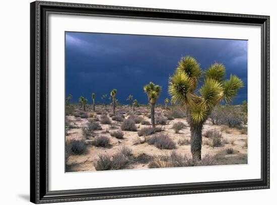 Storm Clouds over Joshua Trees-Paul Souders-Framed Photographic Print