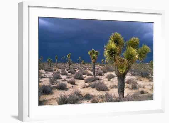 Storm Clouds over Joshua Trees-Paul Souders-Framed Photographic Print