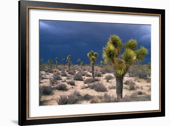 Storm Clouds over Joshua Trees-Paul Souders-Framed Photographic Print