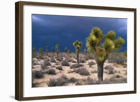 Storm Clouds over Joshua Trees-Paul Souders-Framed Photographic Print