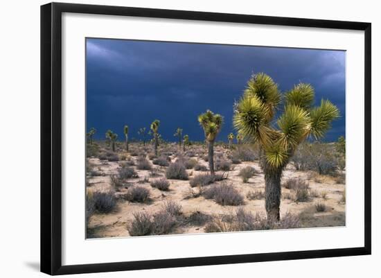 Storm Clouds over Joshua Trees-Paul Souders-Framed Photographic Print