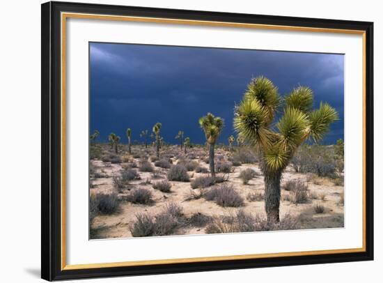 Storm Clouds over Joshua Trees-Paul Souders-Framed Photographic Print