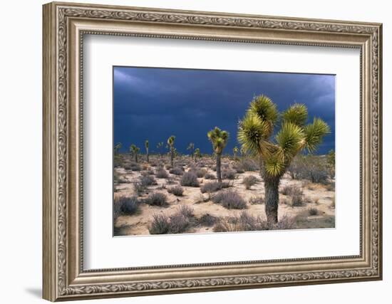 Storm Clouds over Joshua Trees-Paul Souders-Framed Photographic Print