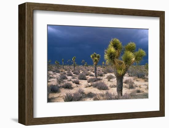 Storm Clouds over Joshua Trees-Paul Souders-Framed Photographic Print