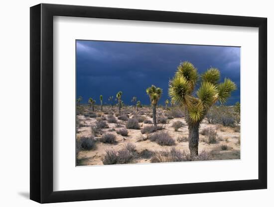 Storm Clouds over Joshua Trees-Paul Souders-Framed Photographic Print