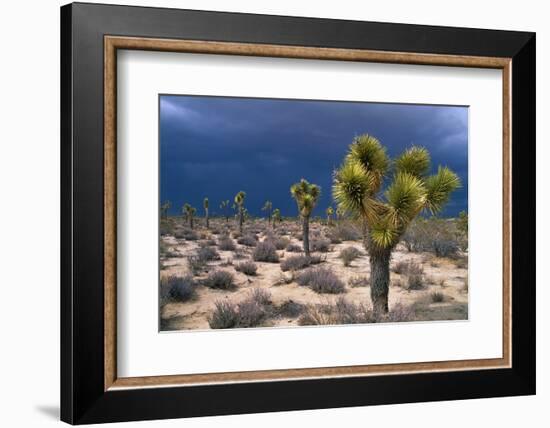 Storm Clouds over Joshua Trees-Paul Souders-Framed Photographic Print