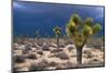 Storm Clouds over Joshua Trees-Paul Souders-Mounted Photographic Print