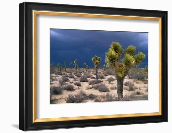 Storm Clouds over Joshua Trees-Paul Souders-Framed Photographic Print