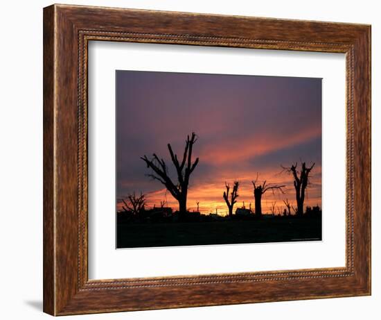 Storm Damaged Trees Silhouetted against the Setting Sun, Greensburg, Kansas, c.2007-Charlie Riedel-Framed Photographic Print