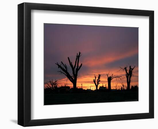 Storm Damaged Trees Silhouetted against the Setting Sun, Greensburg, Kansas, c.2007-Charlie Riedel-Framed Photographic Print